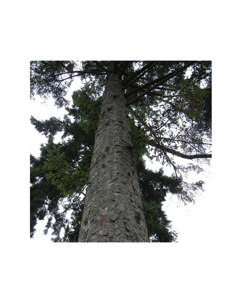 Sitka Spruce - Epinette de Sitka