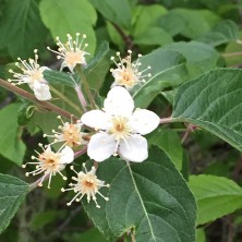 Syringa - Seringat