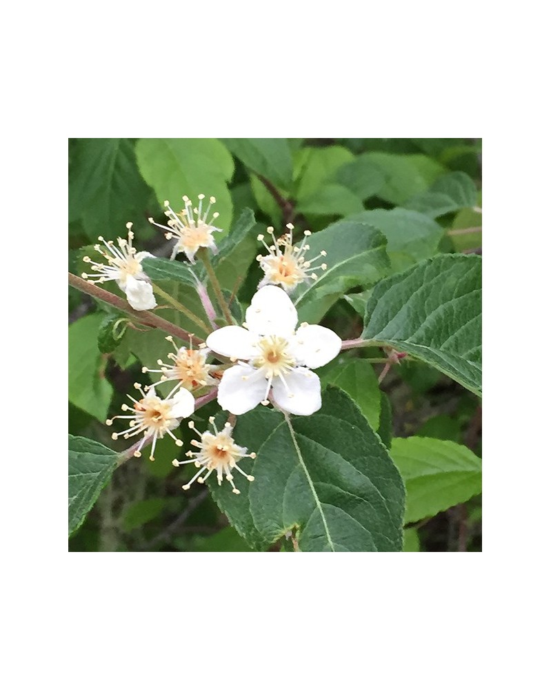 Syringa - Seringat