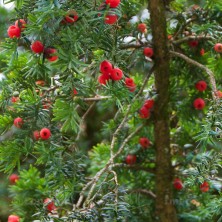 Pacific Yew - If de l'Ouest