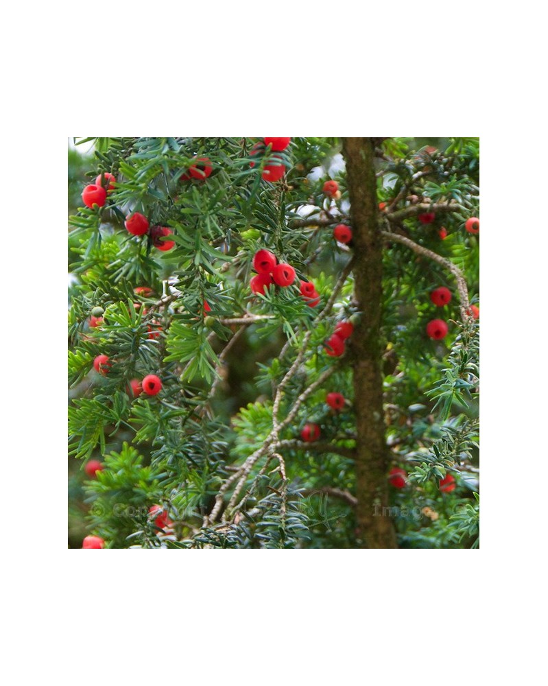 Pacific Yew - If de l'Ouest