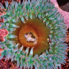 Anemone - Anémone