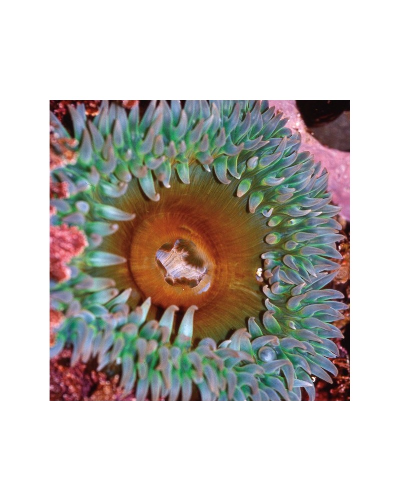Anemone - Anémone