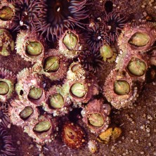 Barnacle - Bernacle de gland