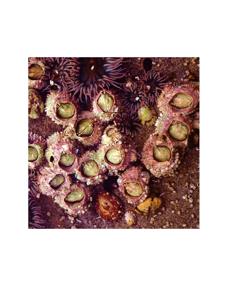 Barnacle - Bernacle de gland