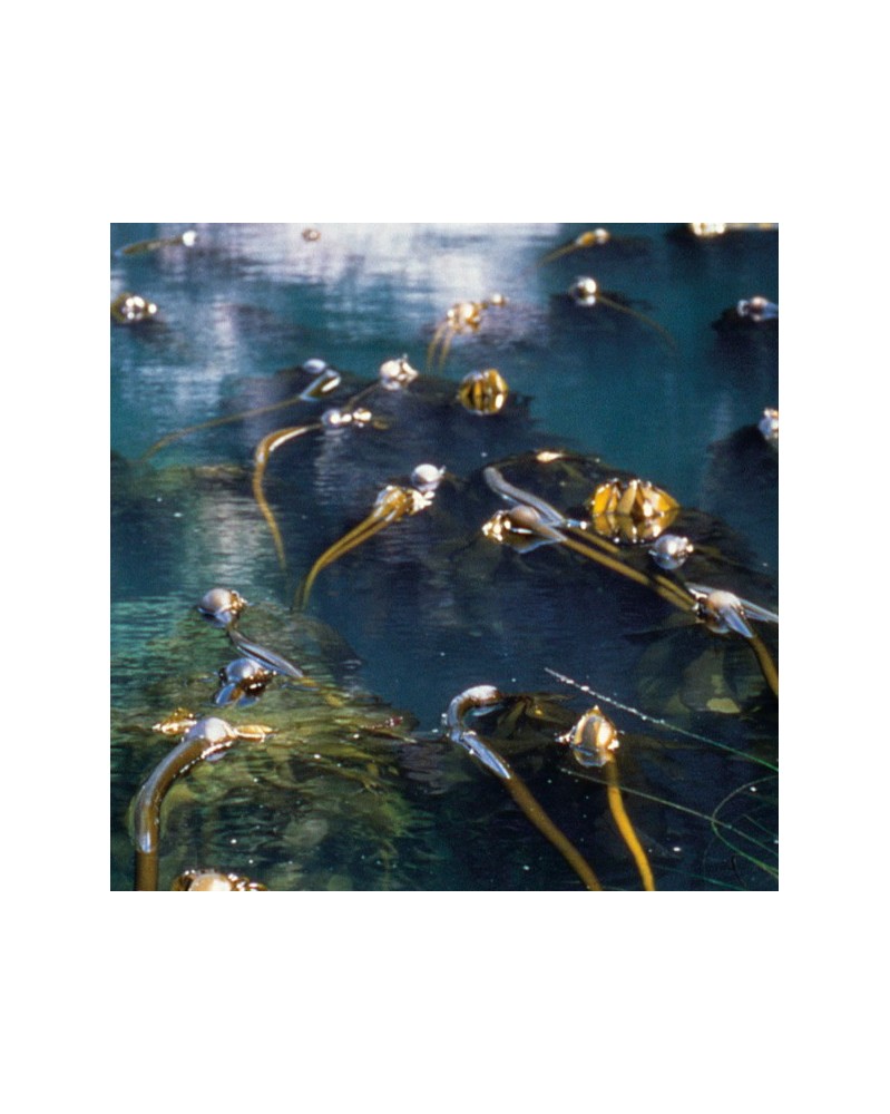 Brown kelp - Varech brun