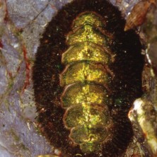 Chiton