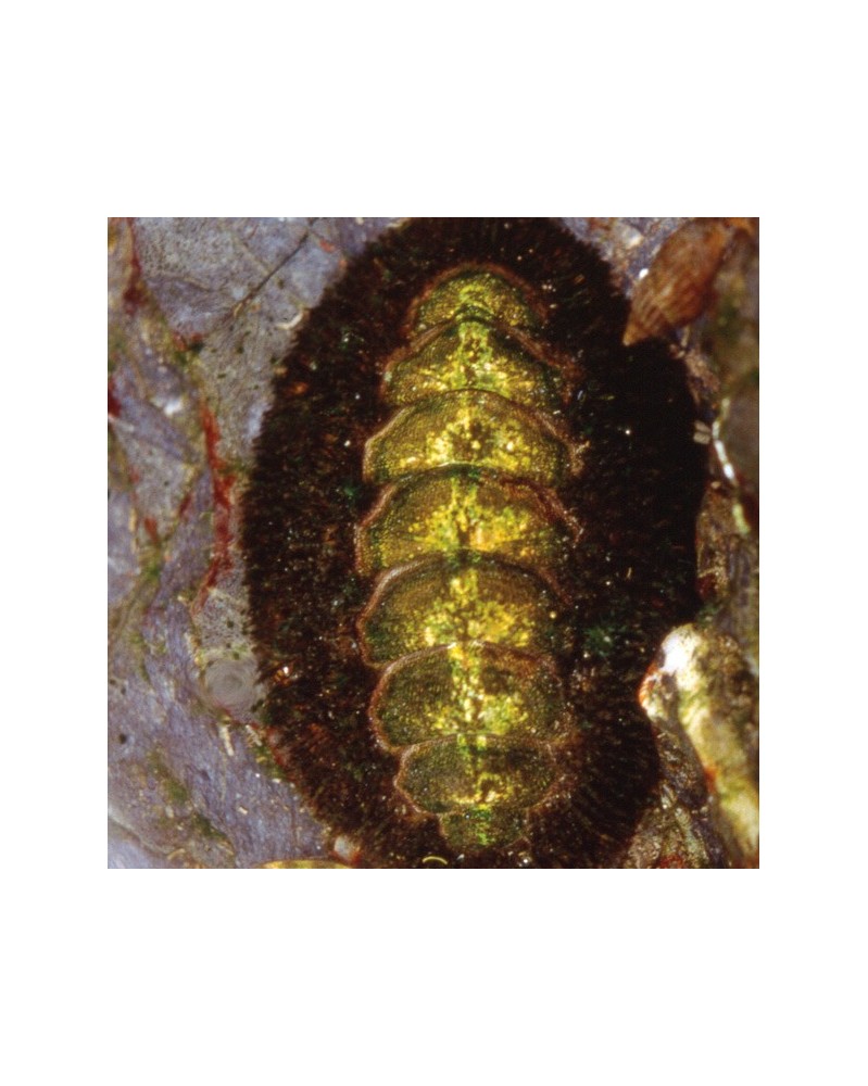 Chiton