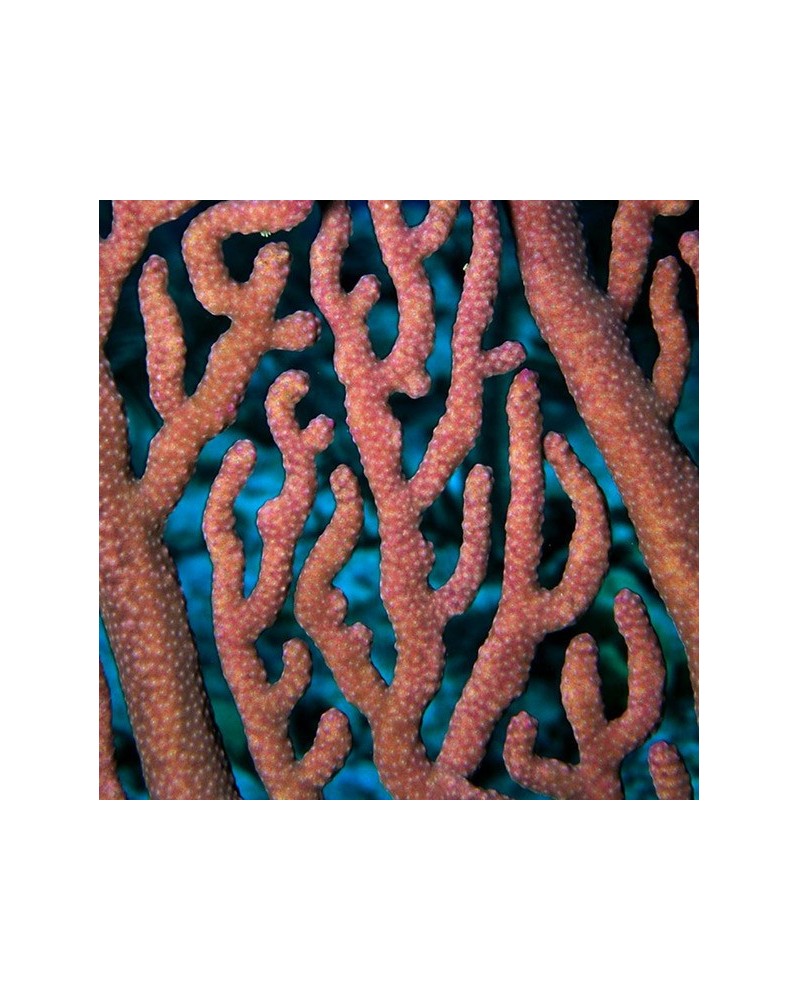 Coral - Corail