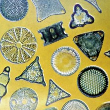 Diatoms - Diatomée