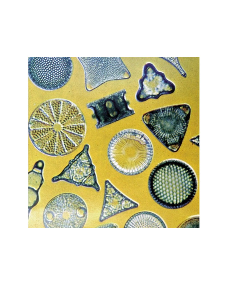 Diatoms - Diatomée