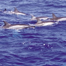 Dolphin - Dauphin à long bec