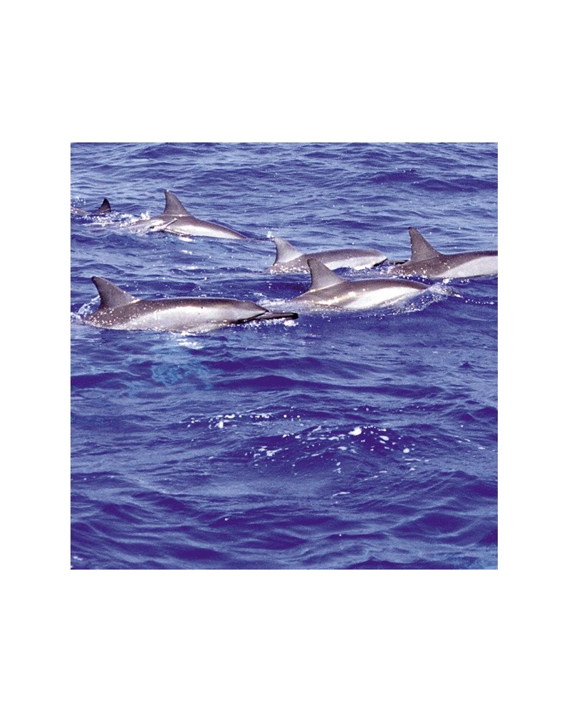 Dolphin - Dauphin à long bec