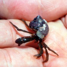 Hermit Crab -...