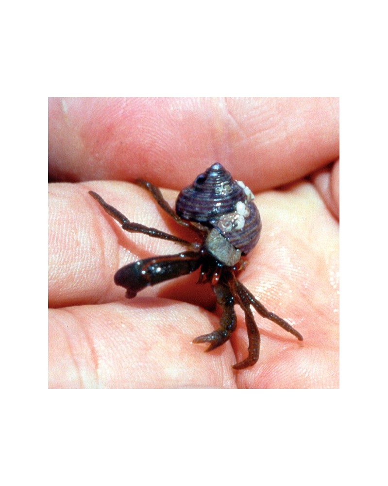 Hermit Crab