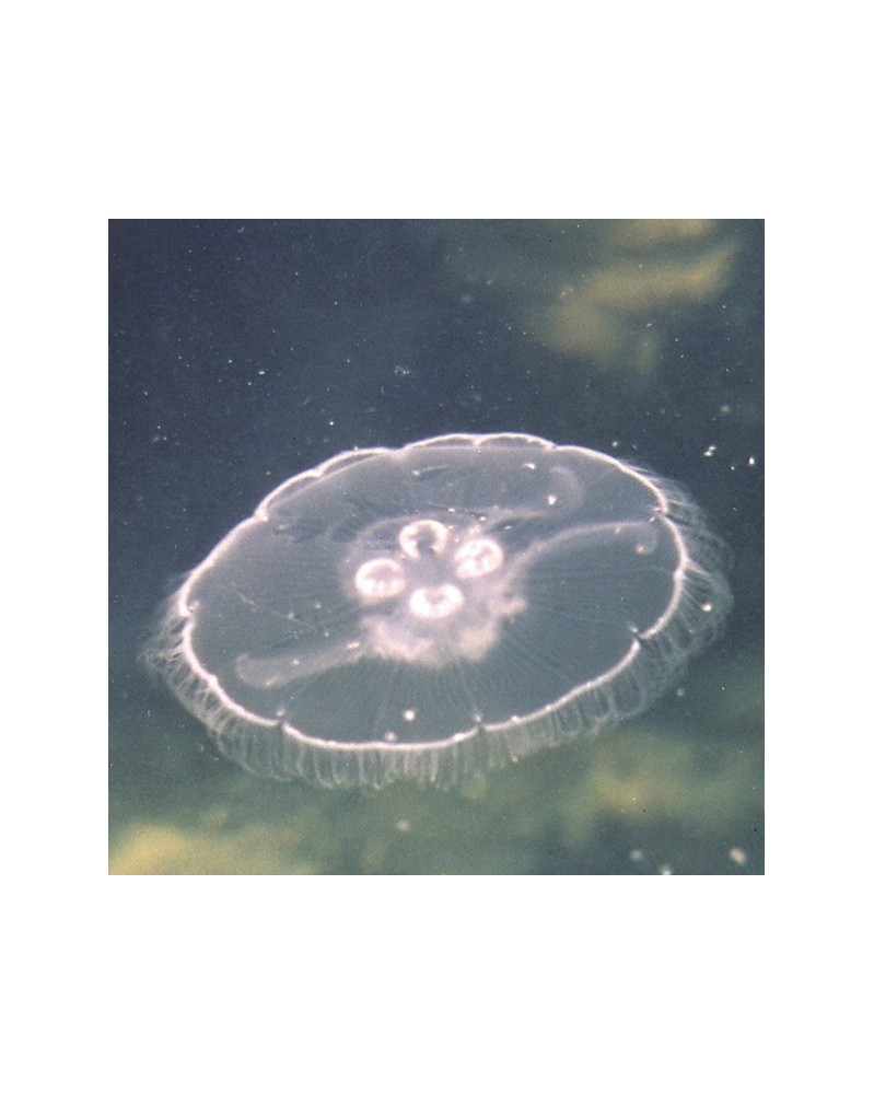 Jellyfish - Méduse