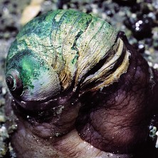 Moon Snail - Escargot lunaire