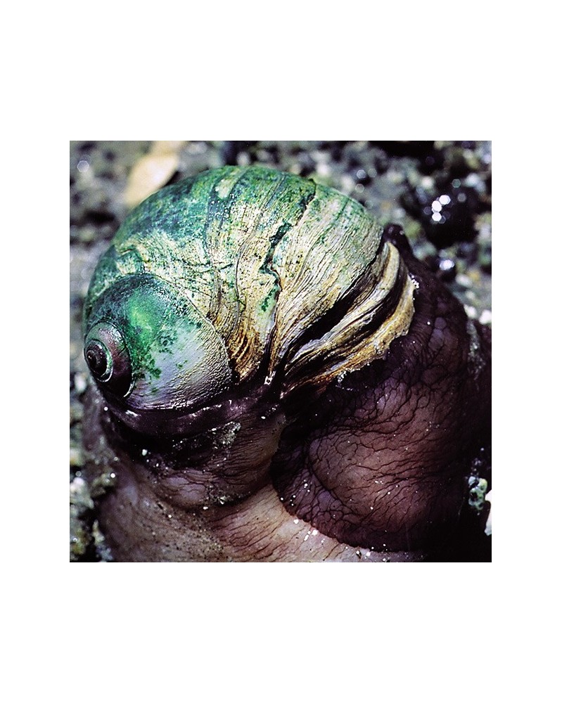 Moon Snail