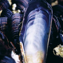 Mussel - Moule