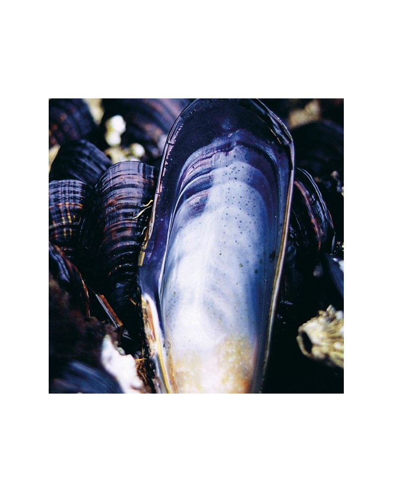 Mussel - Moule