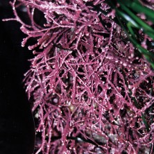 Pink Seaweed - Algue de...