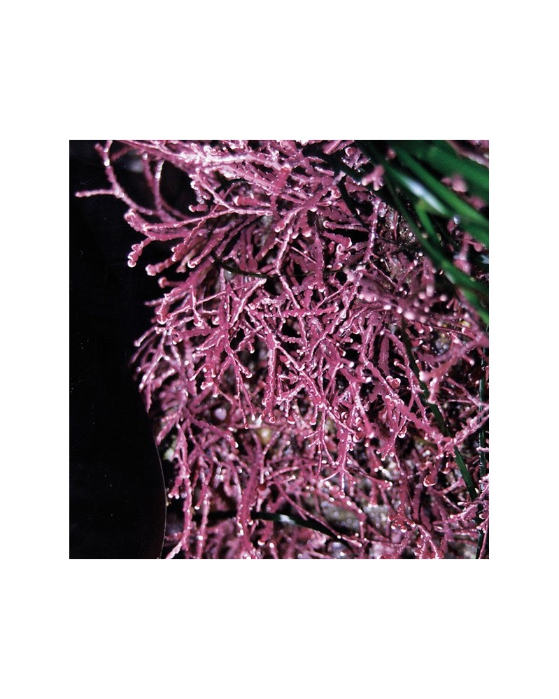 Pink Seaweed - Algue de corail gracieuse
