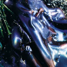 Rainbow Kelp - Varech irisé