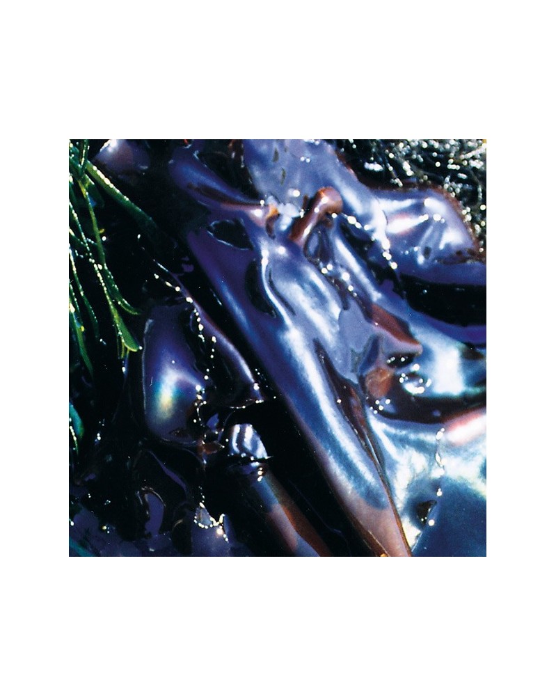 Rainbow Kelp - Varech irisé