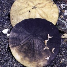 Sand Dollar - Dollar des...