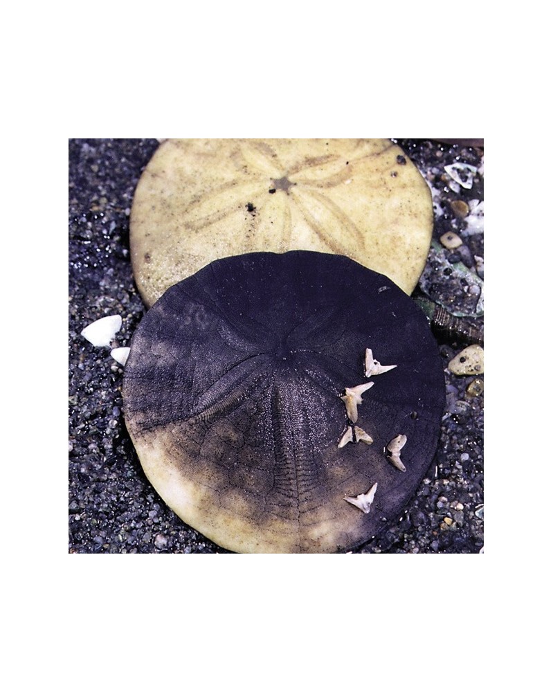 Sand Dollar - Dollar des sables