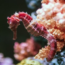 Sea Horse - Hippocampe