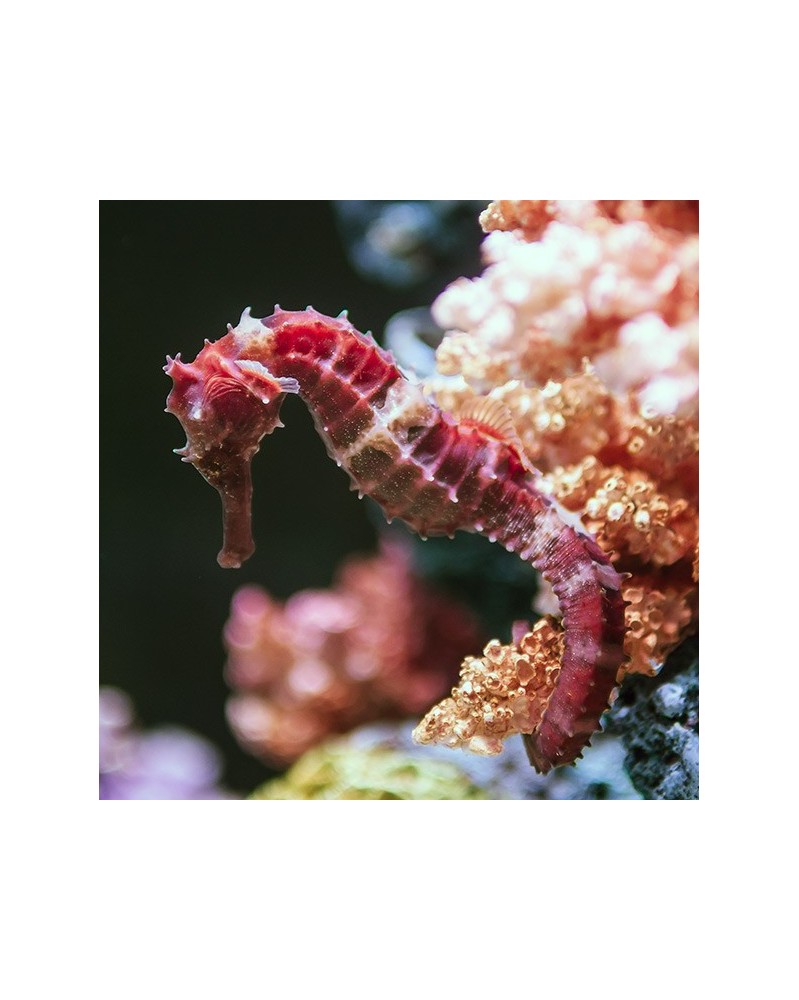 Sea Horse - Hippocampe