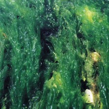 Sea Lettuce - Laitue de mer