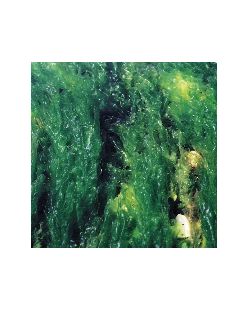 Sea Lettuce - Laitue de mer
