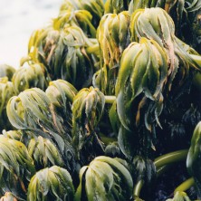 Sea Palm - Postelsia...