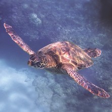 Sea Turtle - Tortue verte