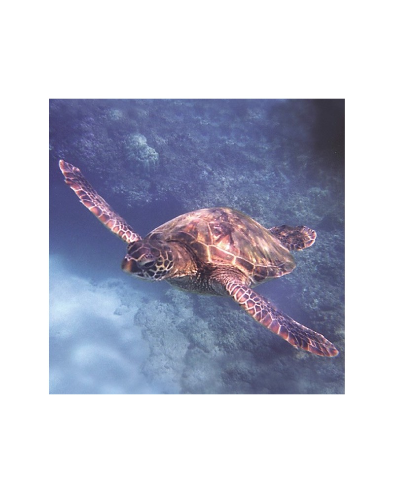 Sea Turtle - Tortue verte