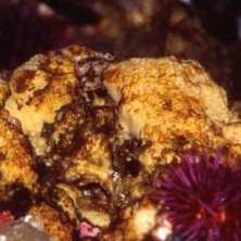 Sponge - Eponge rugeuse de...