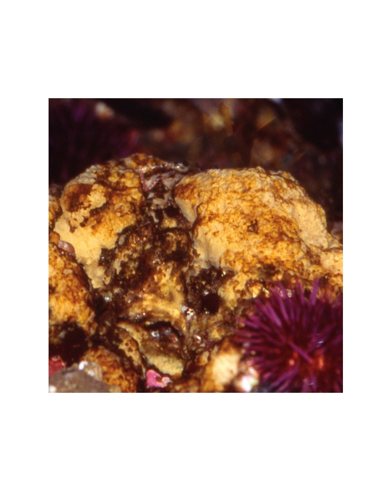 Sponge - Eponge rugeuse de feston
