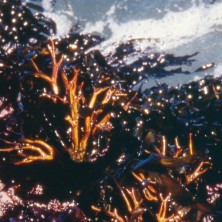 Staghorn Algae - Algue bois...