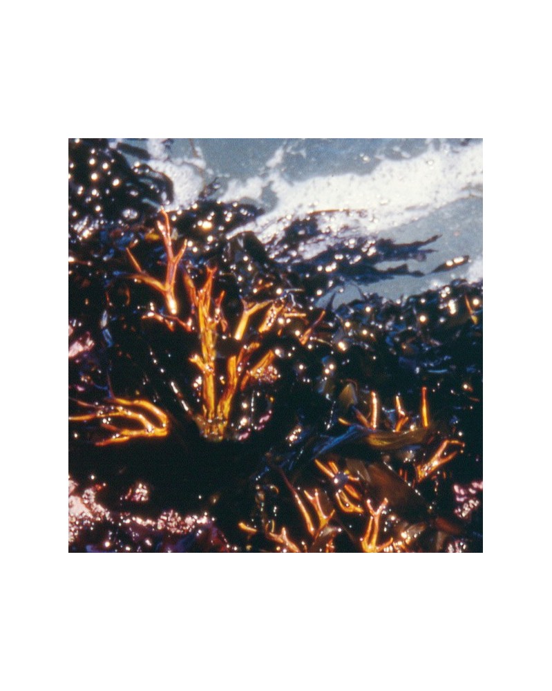 Staghorn Algae - Algue bois de cerf