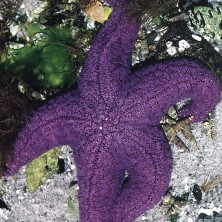 Starfish - Etoile de mer