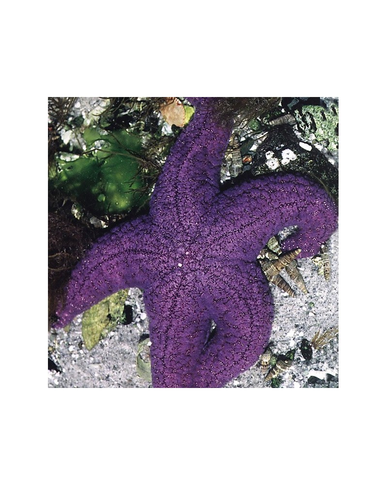 Starfish