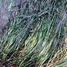 Surfgrass - Zostère marine
