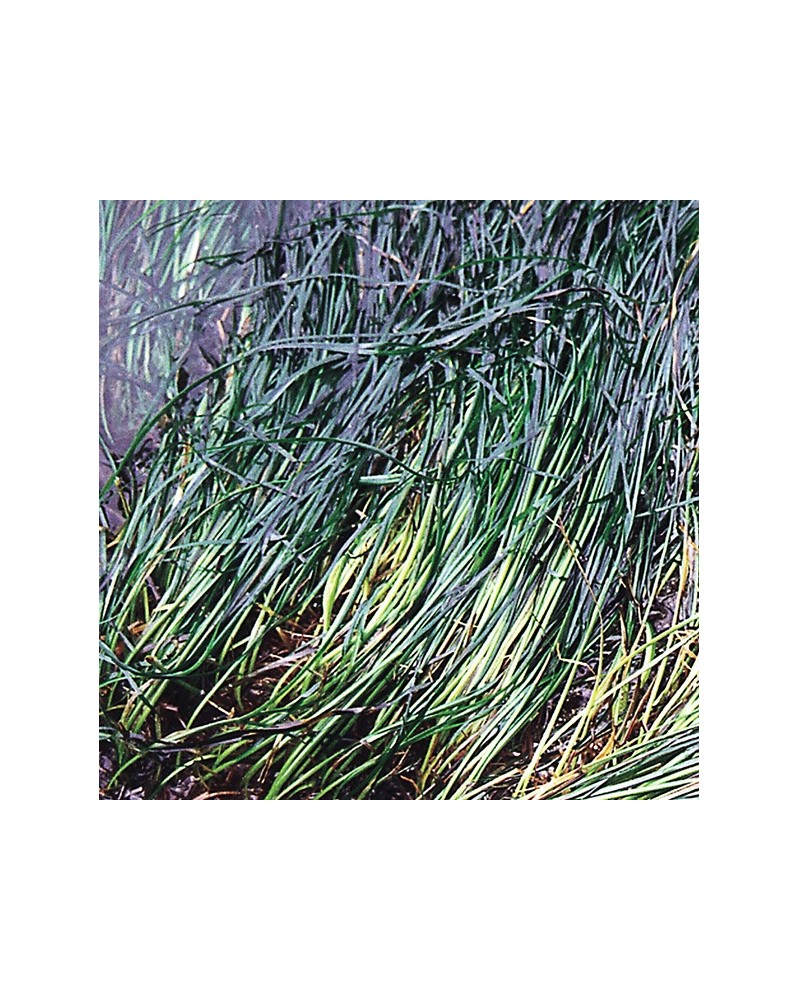 Surfgrass - Zostère marine