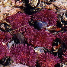 Urchin - Oursin