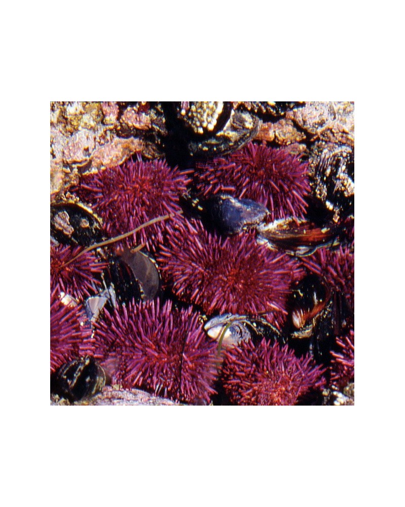 Urchin