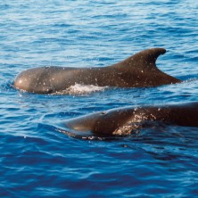 Whale - Baleine