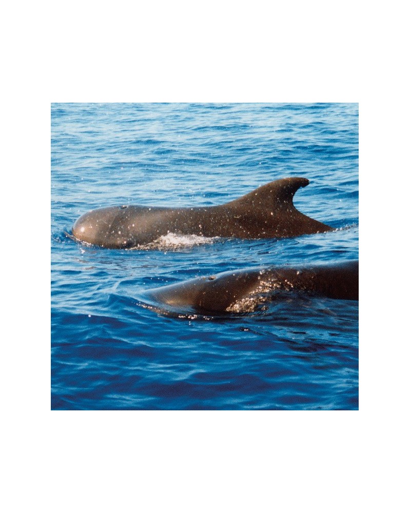 Whale