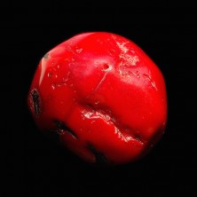 Coral (Corail)